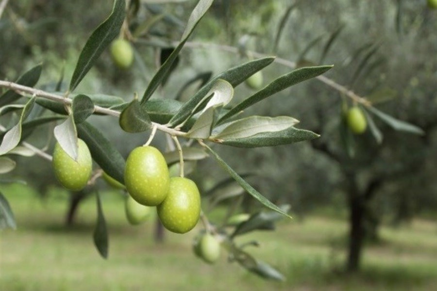 کار برداشت زیتون از باغ‌های کوار آغاز شد