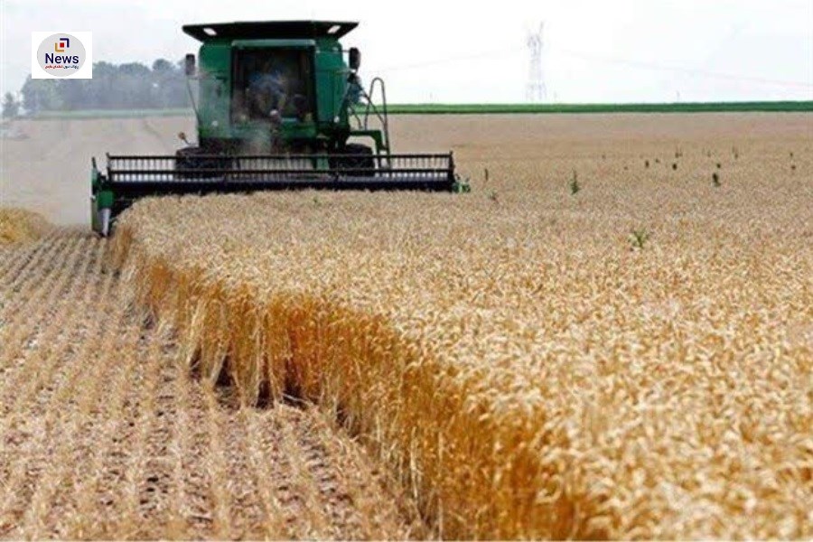 برداشت جو از مزارع نی‌ریز آغاز شد