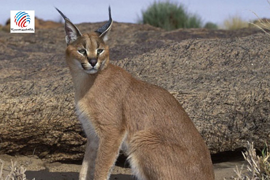 غنای تنوع زیستی لامرد؛ کاراکال‌ها در کوه هوا جولان می‌دهند